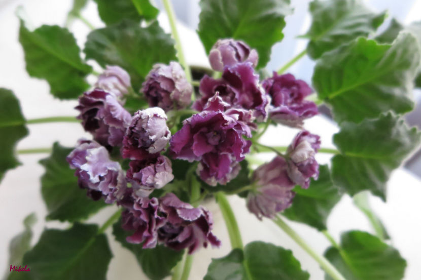  - RS-Gercoginia Liuks