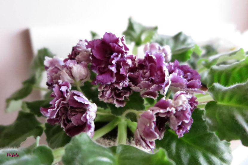  - RS-Gercoginia Liuks