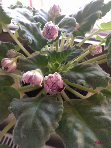  - RS-Gercoginia Liuks