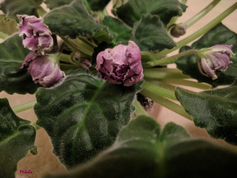  - RS-Gercoginia Liuks