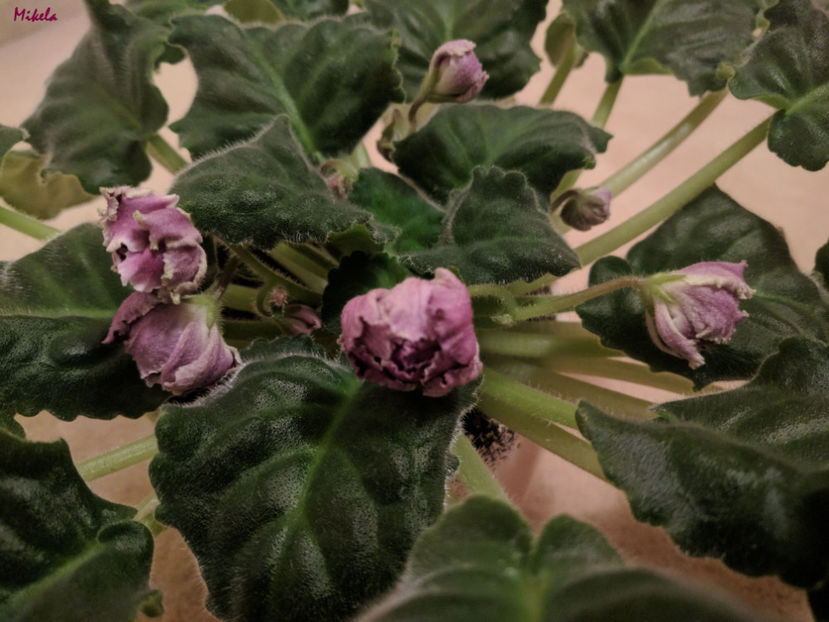  - RS-Gercoginia Liuks