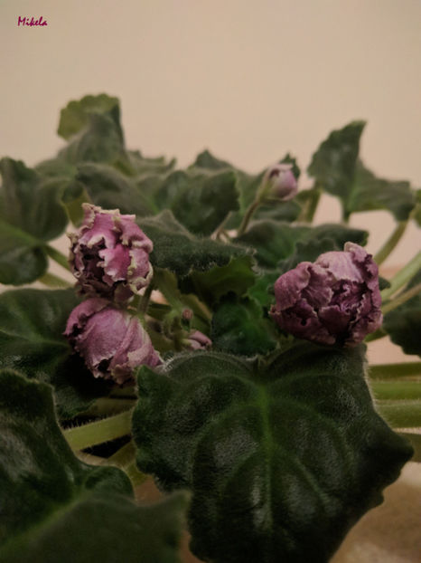  - RS-Gercoginia Liuks