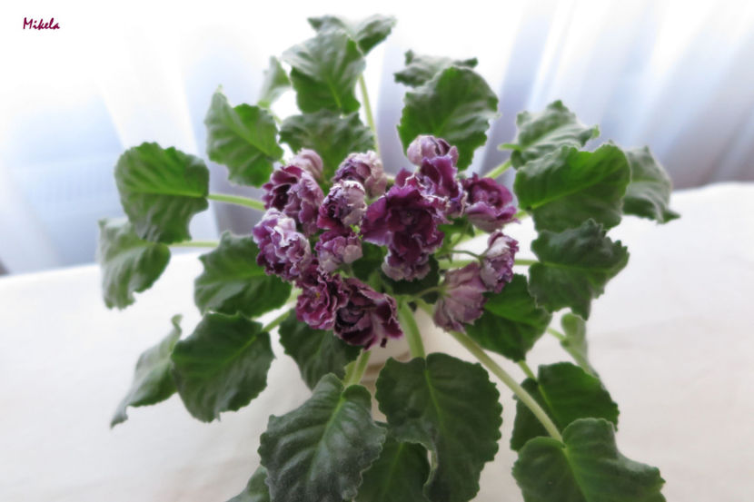  - RS-Gercoginia Liuks