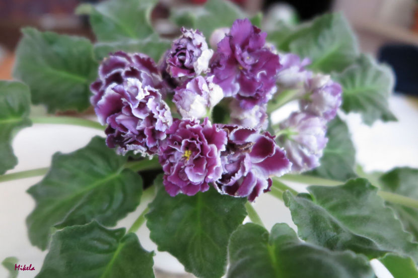  - RS-Gercoginia Liuks