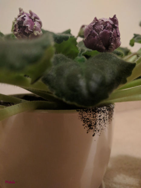  - RS-Gercoginia Liuks