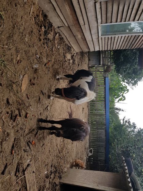 Cezar și Luna - Ponei