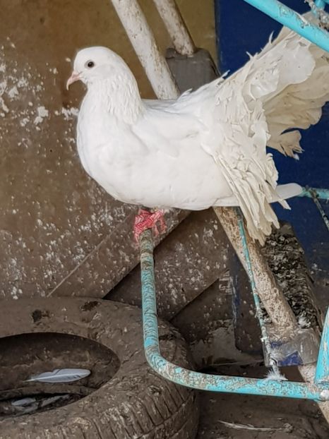  - Porumbei de ornament