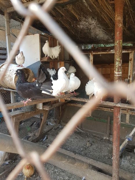  - Porumbei de ornament