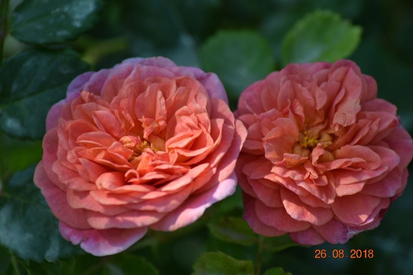  - Christopher Marlowe