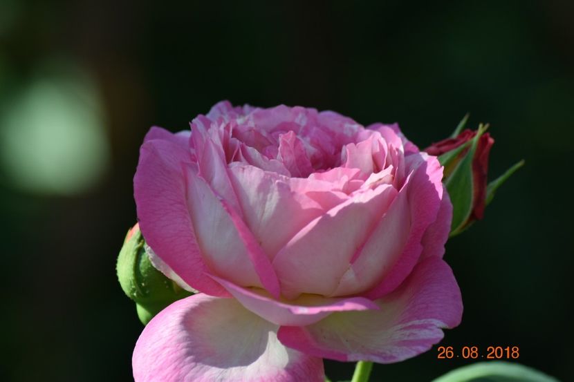 Tare drag imi e - Marc Chagall