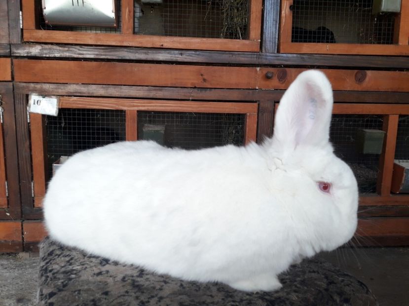  - A-IEPURI NEOZEELANDEZ -ALB