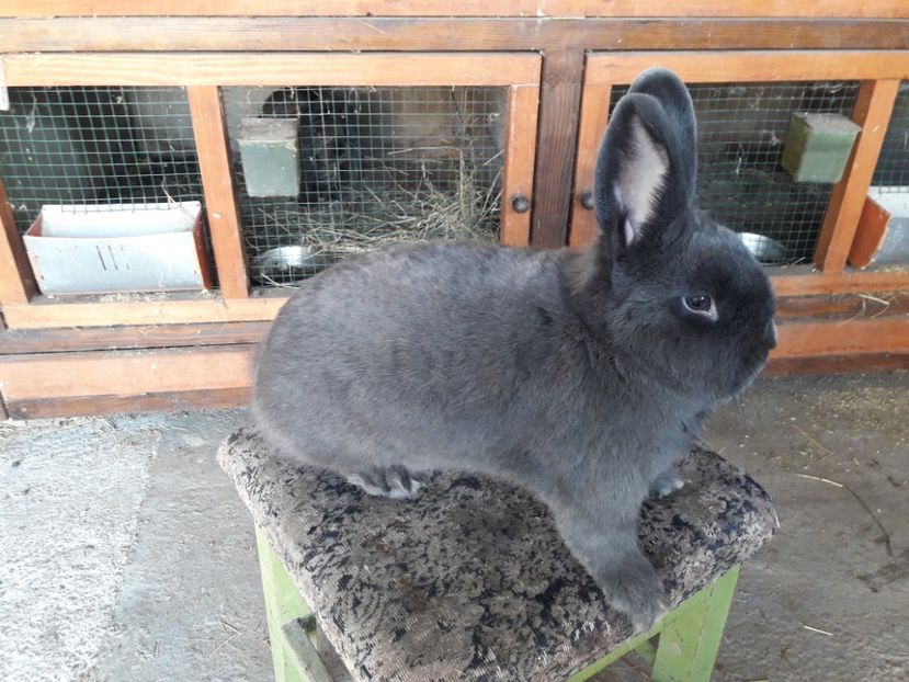  - A-IEPURI ALBASTRU VIENEZ