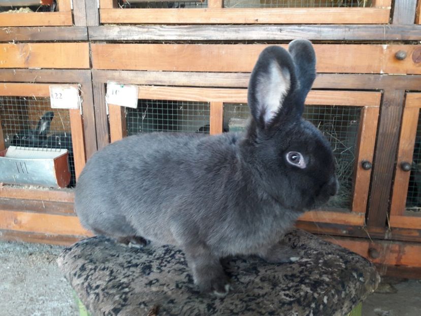  - A-IEPURI ALBASTRU VIENEZ