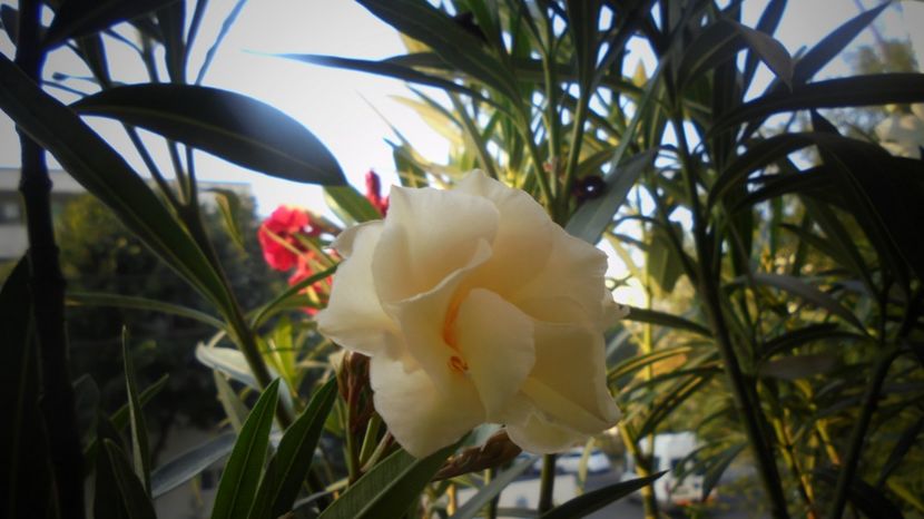 Roszas sarga - In glastra