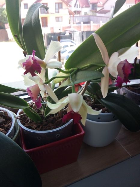  - florile mele dragi