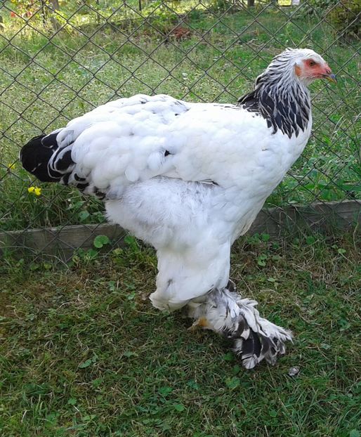 20180829_165842-1 - Pui 2018