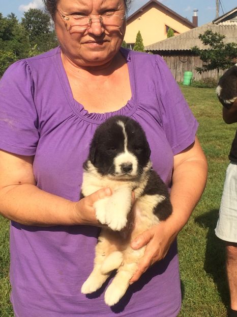  - Pui CRB de vanzare