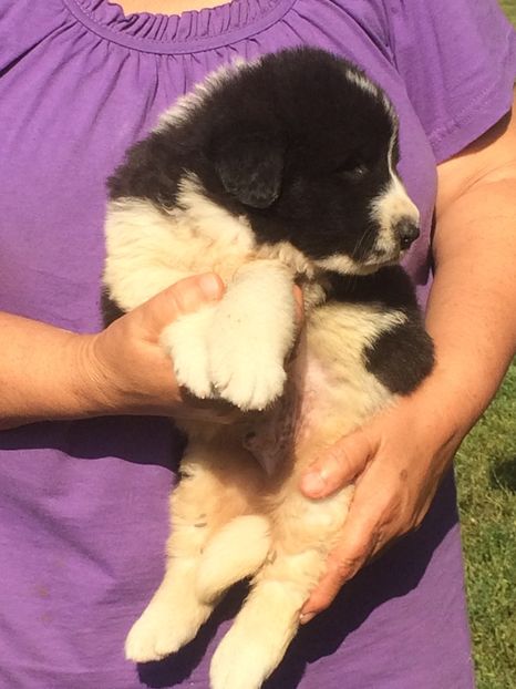  - Pui CRB de vanzare