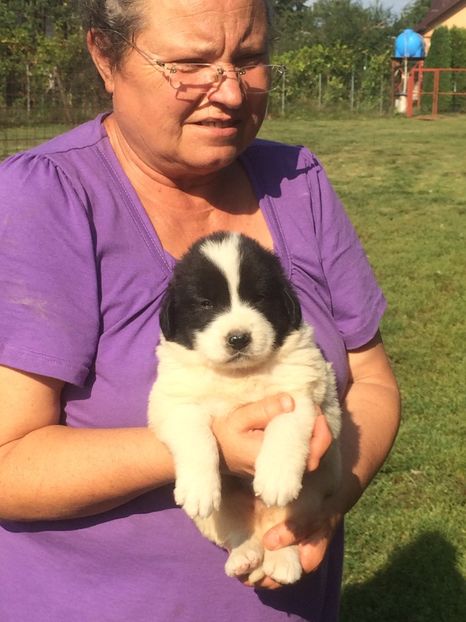  - Pui CRB de vanzare