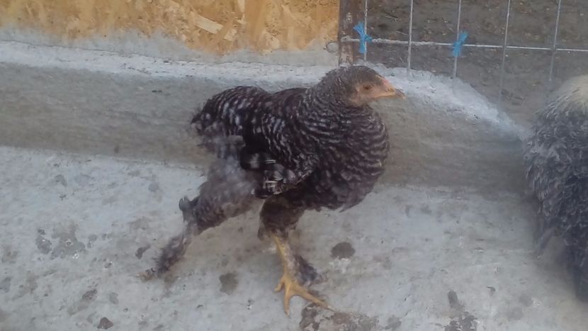  - Pui de găină mixtă moțată încălțată 2018