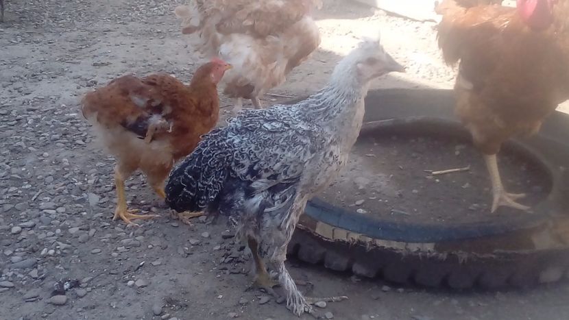  - Pui de găină mixtă moțată încălțată 2018