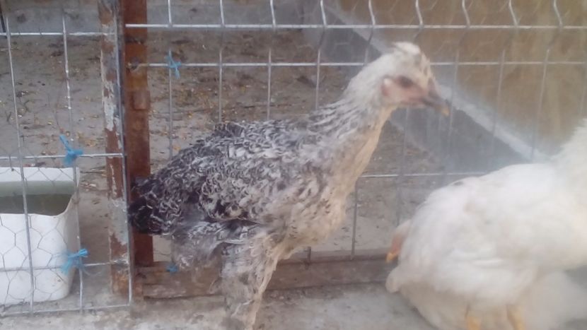  - Pui de găină mixtă moțată încălțată 2018