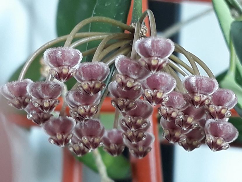 30.08.2018 - Hoya kentiana