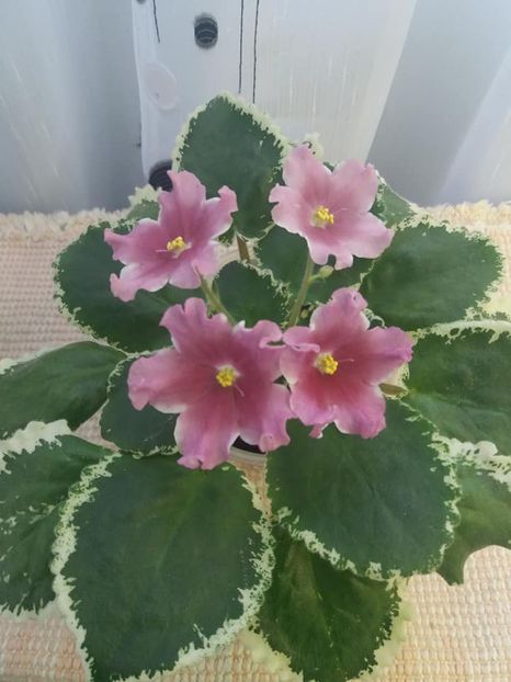 20 aug - ZZ LE Karusel