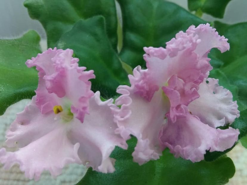 25 aug - ZZ Rosie Ruffles