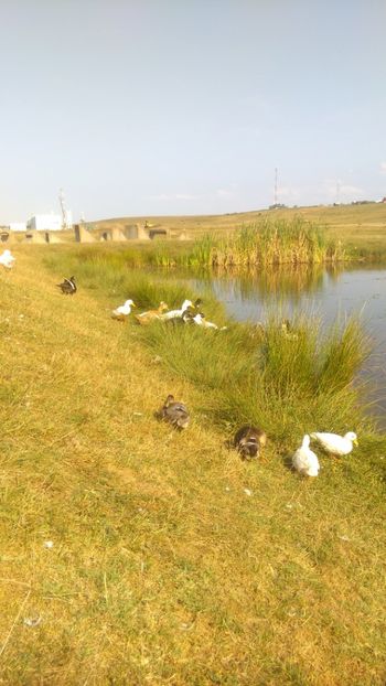 alaturi de suratele noastre - Ratuste pitice - Call duck !
