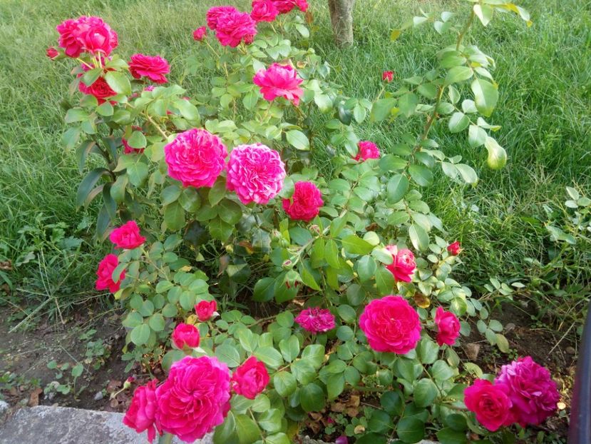  - Red Leonardo da Vinci