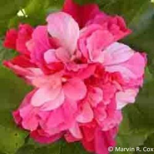 Pink_Bouquet - 2 DORINTE