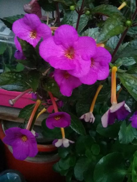 Vivid - AA RIZOMI ACHIMENES 2022