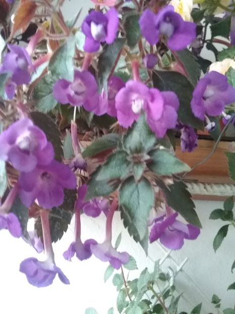  - Violaceea semiplena