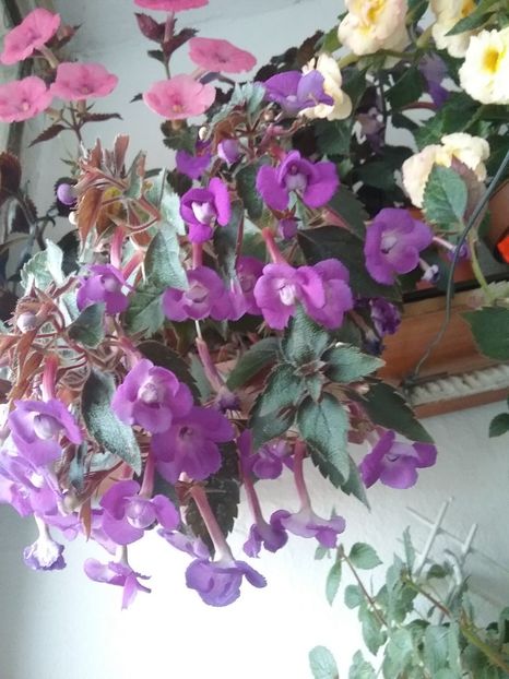  - Violaceea semiplena