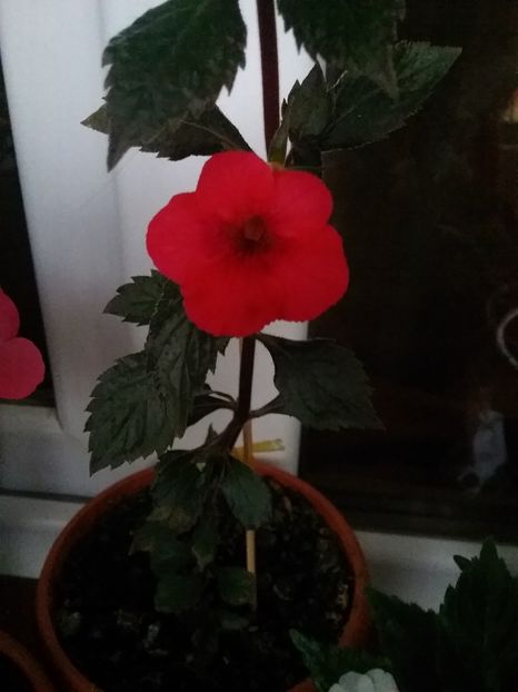  - Indian summer-pierdut