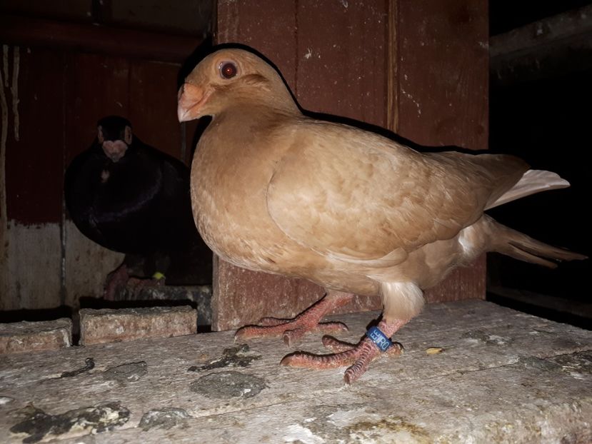 F g1 - H3 _ tineret 2018