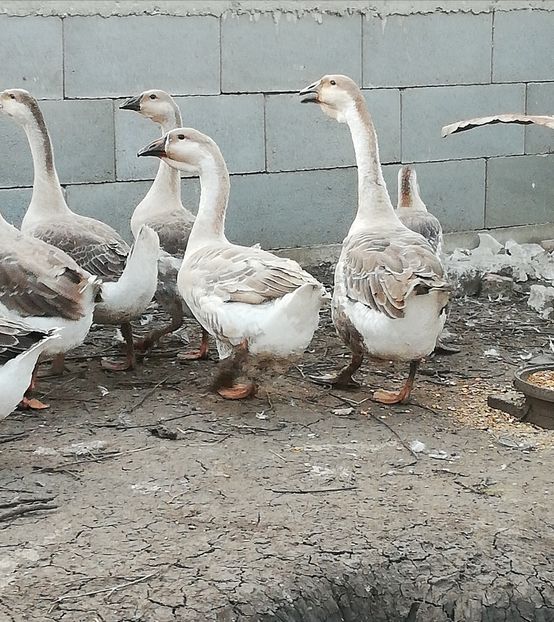  - Boboci de gasca africana 2018