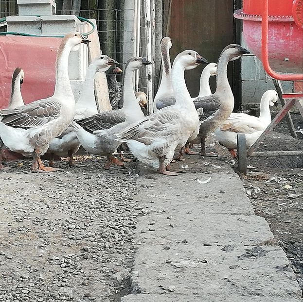  - Boboci de gasca africana 2018