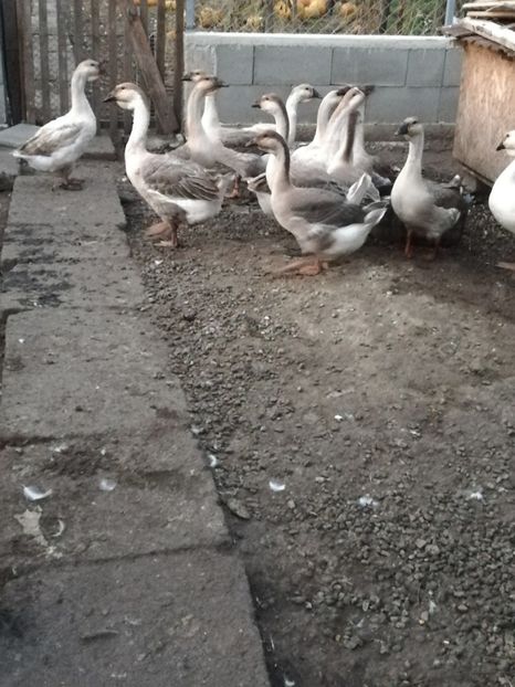  - Boboci de gasca africana 2018