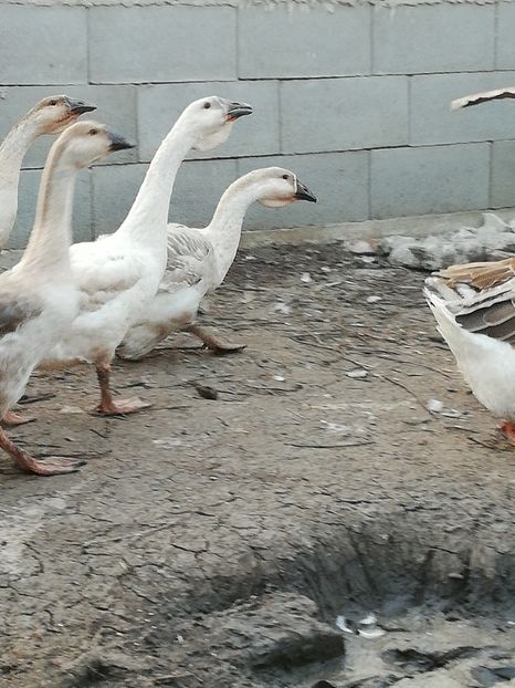  - Boboci de gasca africana 2018