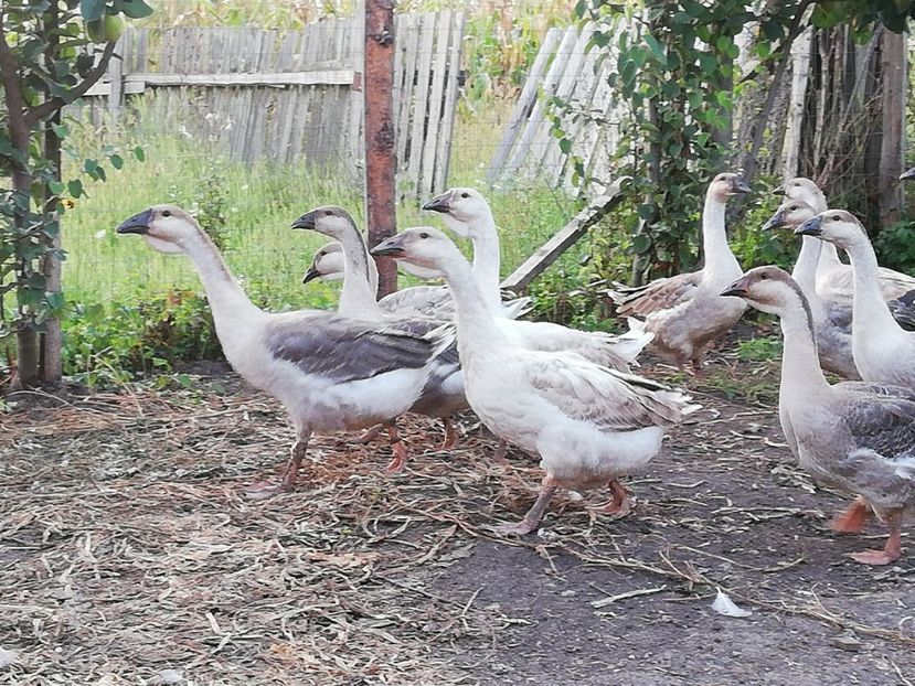  - Boboci de gasca africana 2018