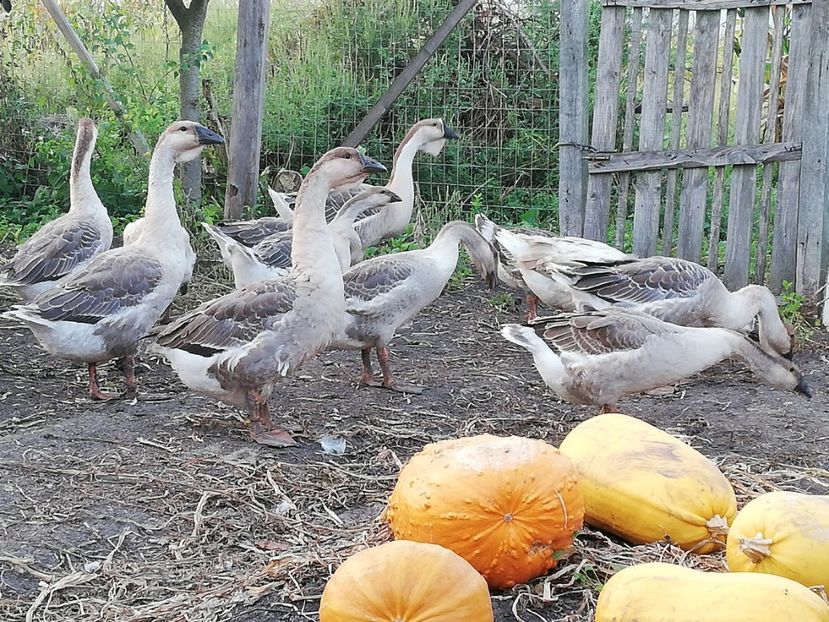  - Boboci de gasca africana 2018