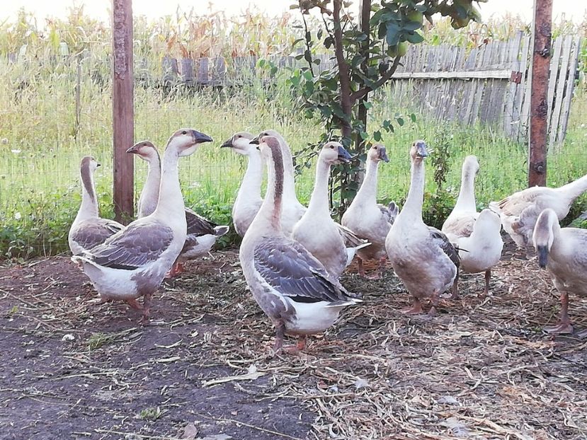  - Boboci de gasca africana 2018