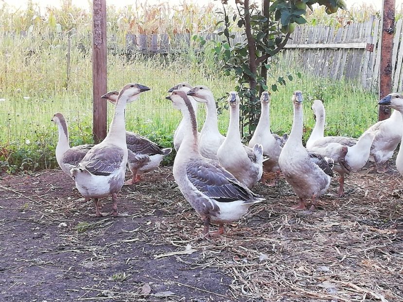  - Boboci de gasca africana 2018