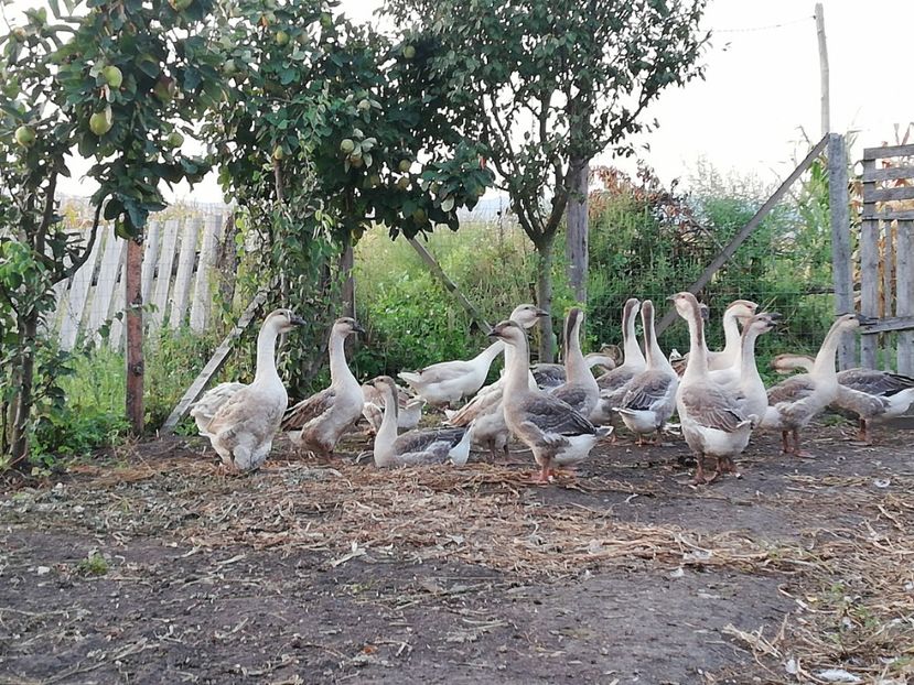  - Boboci de gasca africana 2018