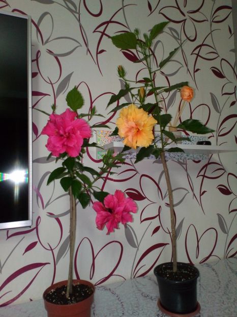  - Plantele mele