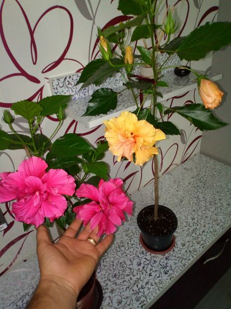  - Plantele mele