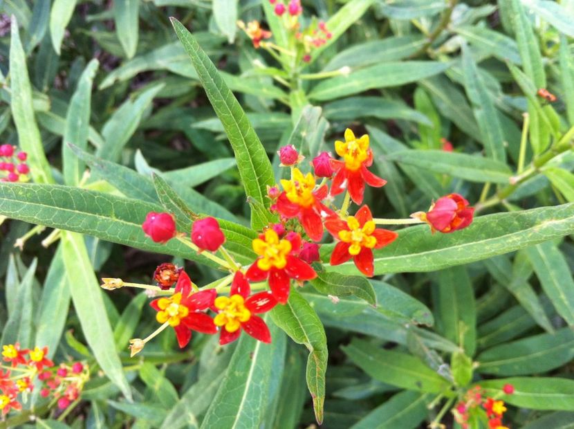 asclepias - seminte_asclepias