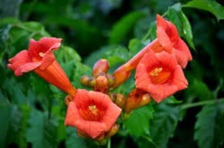 luleaua-turcului - luleaua turcului portocalie